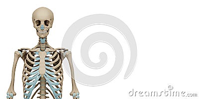 3d rendered medically accurate illustration of a human skeleton. Copy of space. Isolated on white background. Cartoon Illustration