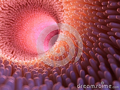 Intestinal villi Cartoon Illustration