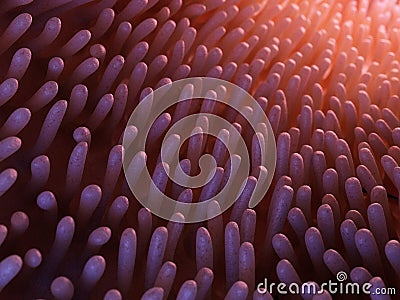 Intestinal villi Cartoon Illustration