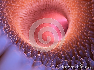 intestinal villi Cartoon Illustration