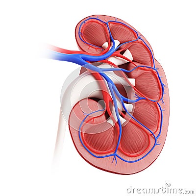 A kidney cross-section Cartoon Illustration