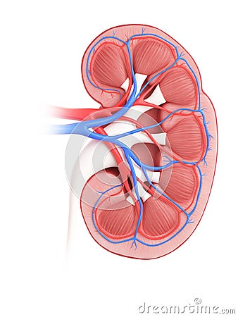 A kidney cross-section Cartoon Illustration