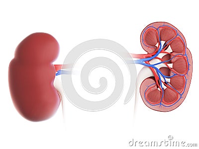 A kidney cross-section Cartoon Illustration