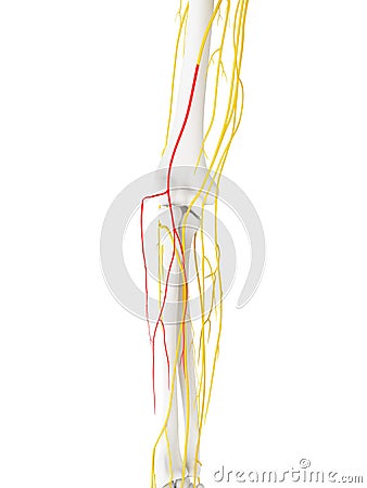 The Lateral Antebrachial Cutaneous Nerve Cartoon Illustration