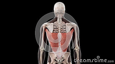 Latissimus Dorsi - Real Color - 3D Model Stock Video - Video of brevis, digastric: 157185575 Latissimus Dorsi - Real Color - 3D Model Stock Video - Video of brevis, digastric: 157185575