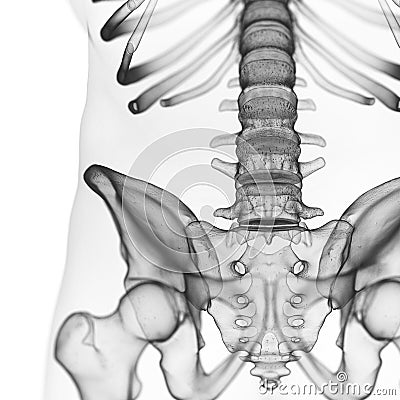 the lumbar spine Cartoon Illustration