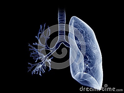 The lung and bronchi Cartoon Illustration