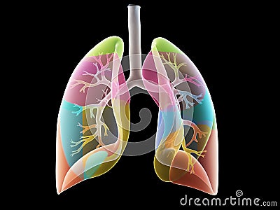 The lung segments Cartoon Illustration