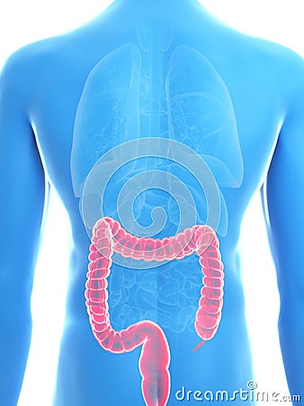 A mans colon Cartoon Illustration