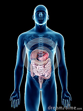 a mans digestive system Cartoon Illustration