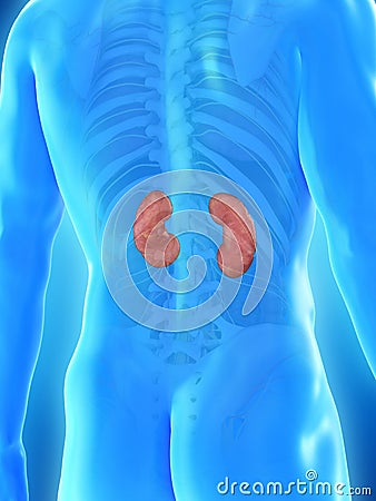 A mans kidneys Cartoon Illustration