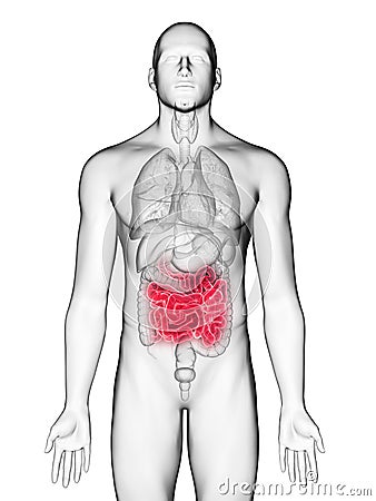 A mans small intestine Cartoon Illustration