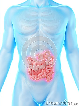 A mans small intestine Cartoon Illustration