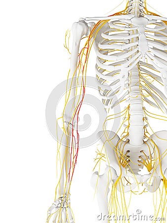 The Medial Antebrachial Cutaneous Nerve Cartoon Illustration