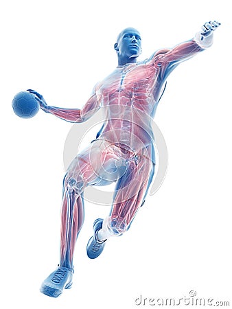 The muscles of a handball player Cartoon Illustration