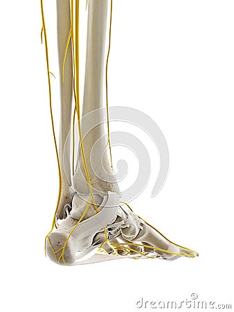 the nerves of the foot Cartoon Illustration