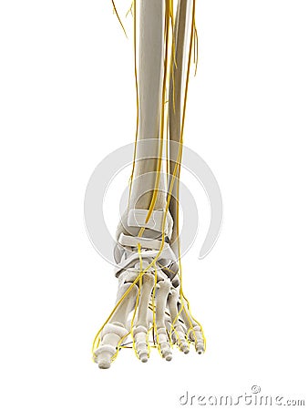 the nerves of the foot Cartoon Illustration