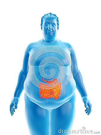 An obese mans intestine Cartoon Illustration