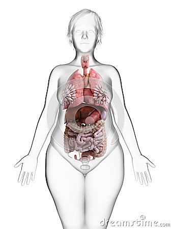 An obese womans internal organs Cartoon Illustration