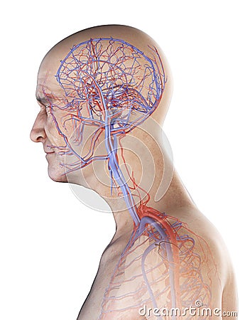 Arteries and veins of the head Cartoon Illustration