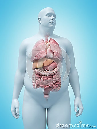 Overweight mans organs Cartoon Illustration