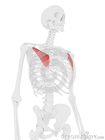 The Pectoralis Minor Cartoon Illustration