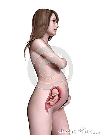 A pregnant women week 27 Cartoon Illustration