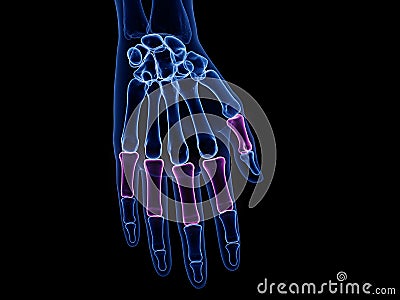 The proximal phalanges Cartoon Illustration