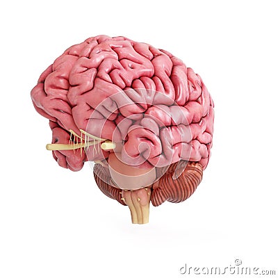 A realistic human brain Cartoon Illustration