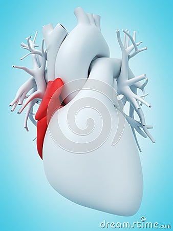 The right atrium Cartoon Illustration