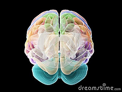 The sections of the human brain Cartoon Illustration