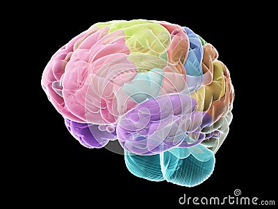 The sections of the human brain Cartoon Illustration