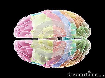 The sections of the human brain Cartoon Illustration