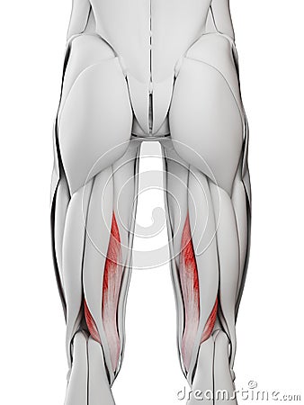 The semimembranosus Cartoon Illustration