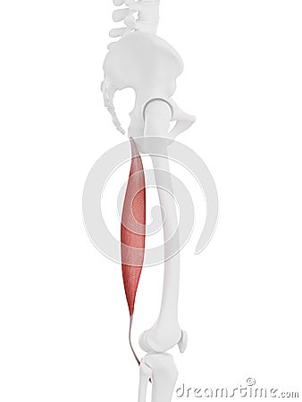 The Semitendinosus Cartoon Illustration