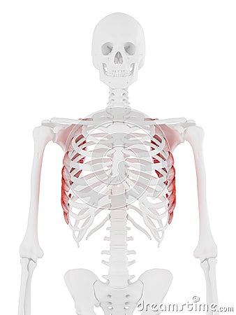 the Serratus Anterior Cartoon Illustration