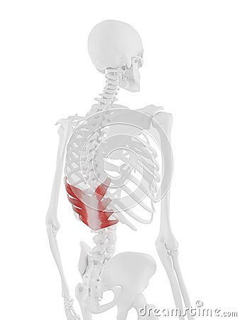 The Serratus Posterior Inferior Cartoon Illustration