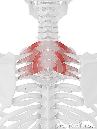 The Serratus Posterior Superior Cartoon Illustration