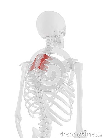 The Serratus Posterior Superior Cartoon Illustration