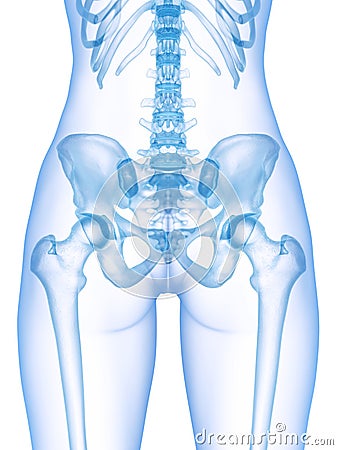 The skeletal pelvis Cartoon Illustration