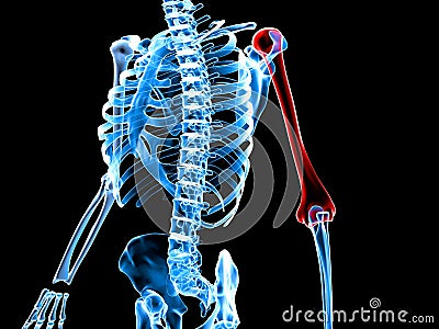 3d rendered medically accurate illustration of a skeleton with painful arm Cartoon Illustration