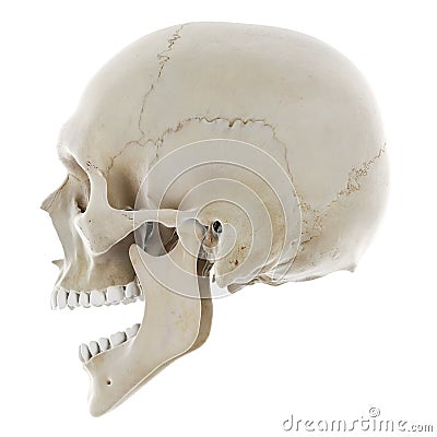 The skull with open jaw Cartoon Illustration