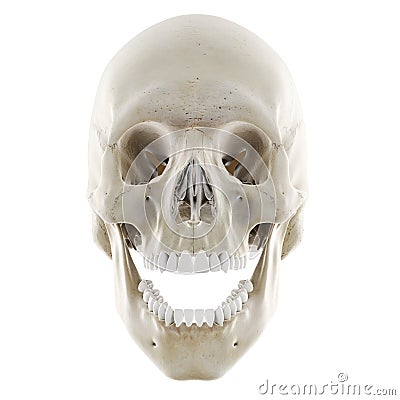 the skull with open jaw Cartoon Illustration