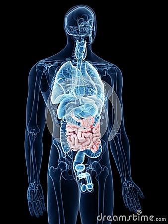 The small intestine Cartoon Illustration