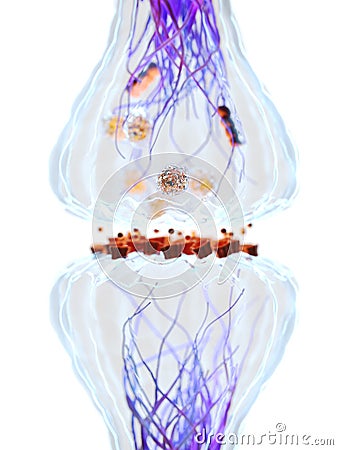 The synapse anatomy Cartoon Illustration