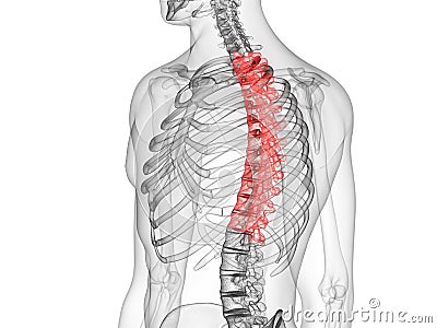 The thoracic spine Cartoon Illustration