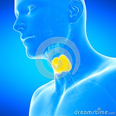 The thyroid gland Cartoon Illustration