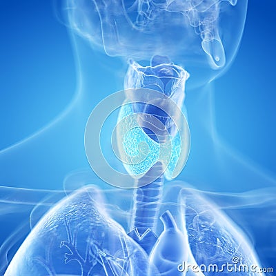 The thyroid gland Cartoon Illustration