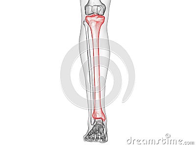 The tibia bone Cartoon Illustration