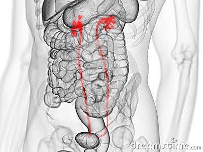 The ureters Cartoon Illustration